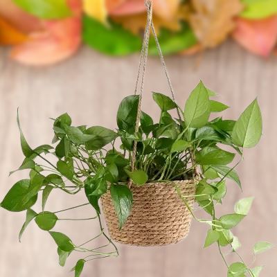 Panier pour plante - PlantBasketâą - Jaune - Mon espace Jardinage