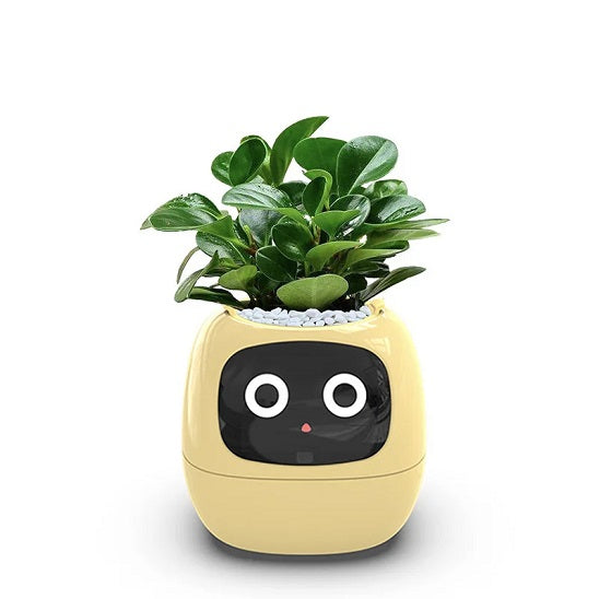 pot de fleur intelligent | Ivy