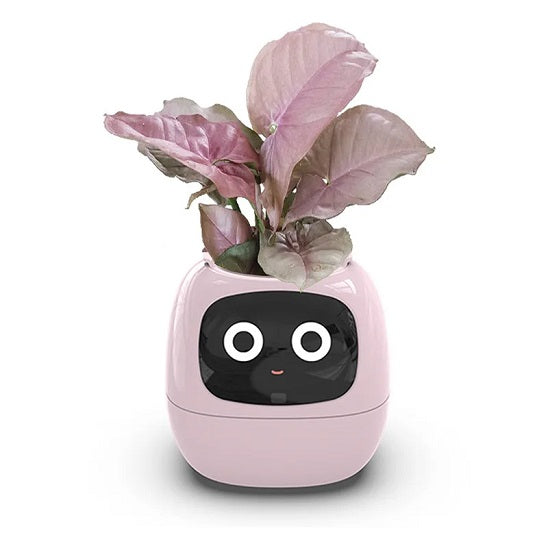 pot de fleur intelligent | Ivy