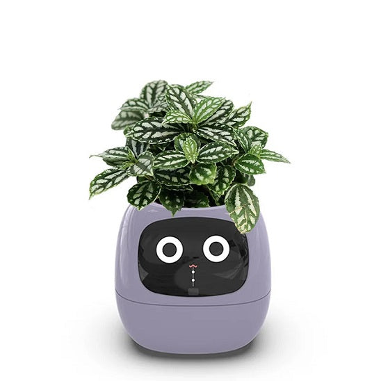 pot de fleur intelligent | Ivy