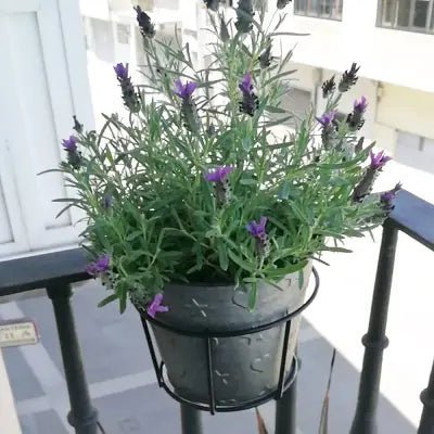 Support pour plantes - HangingPlantRacksâą - Noir - Mon espace Jardinage
