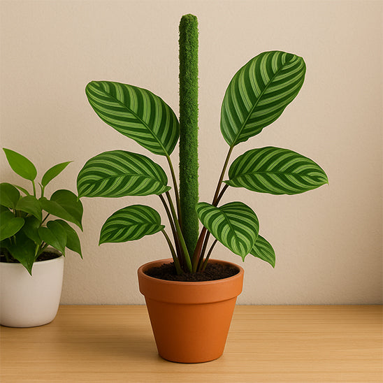 tuteur pour plante grimpante FlexoMousse installé droit avec plante à grosses feuilles