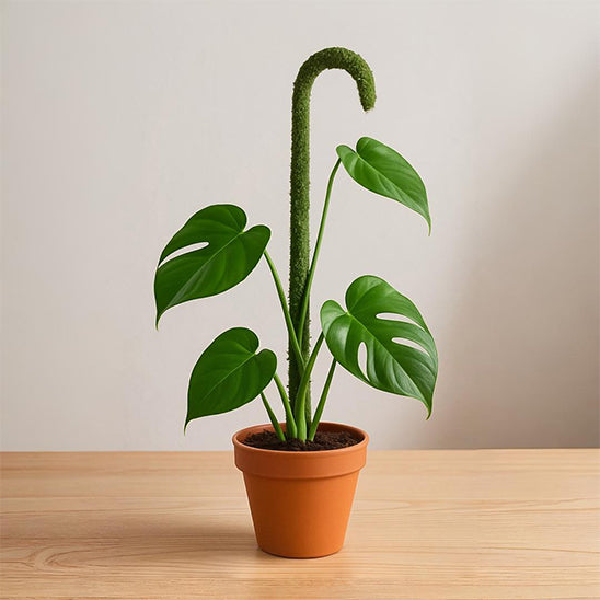 tuteur pour plante grimpante FlexoMousse installé en forme de canne