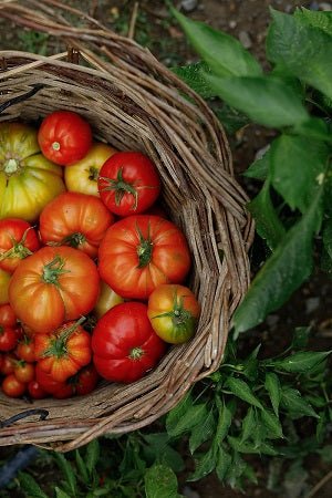 Coquille d'oeuf engrais : Astuces de Pros et Écoresponsable pour Booster Vos Récoltes - Mon espace Jardinage