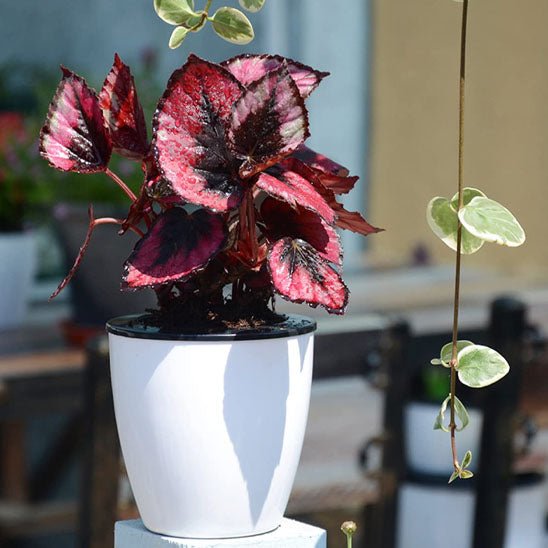 cache pot | 2 - en - 1 - Mon espace Jardinage