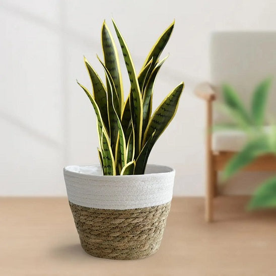 panier pour plante Floralis Blanc avec magnifique plante