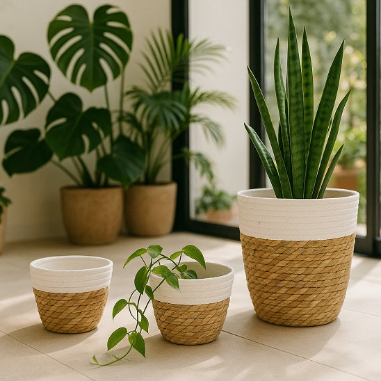 panier pour plante Floralis Blanc deux petits et un grand avec magnifique plante