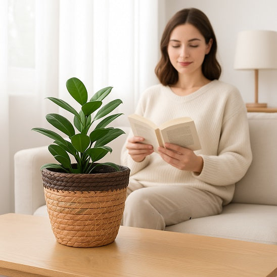 panier pour plante Floralis café apportant réconfort et détente 