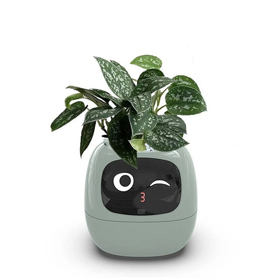 pot de fleur intelligent | Ivy