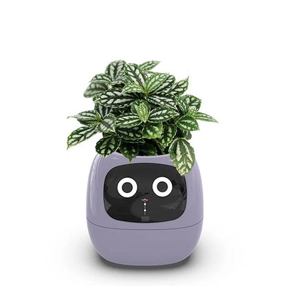 pot de fleur intelligent | Ivy