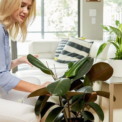 tuteur plante | Brindilles - empilables - Mon espace Jardinage