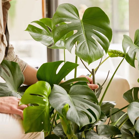 tuteur plante | Brindilles - empilables - Mon espace Jardinage