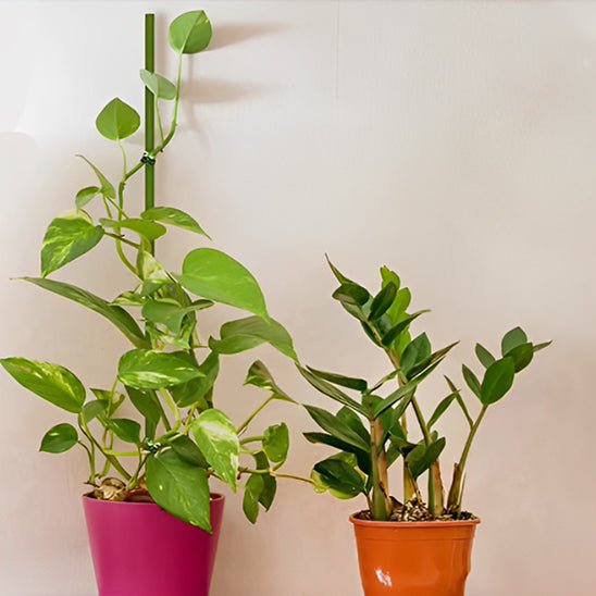 tuteur plante | Tiges - Flexibles - Mon espace Jardinage