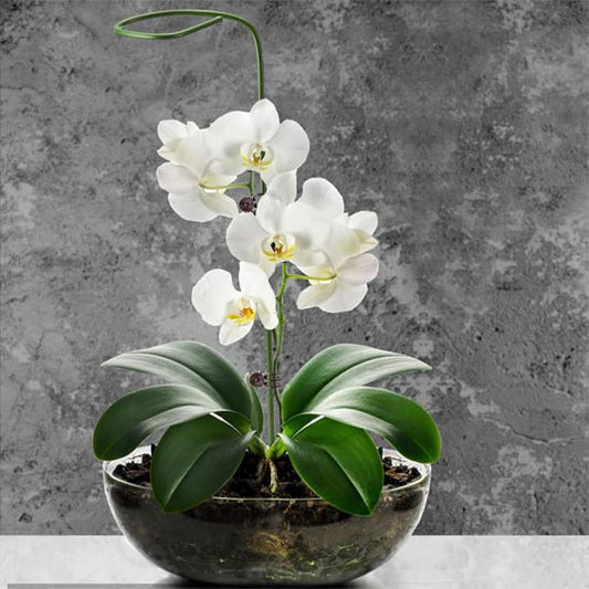 tuteur plante | Tiges - Flexibles - Mon espace Jardinage