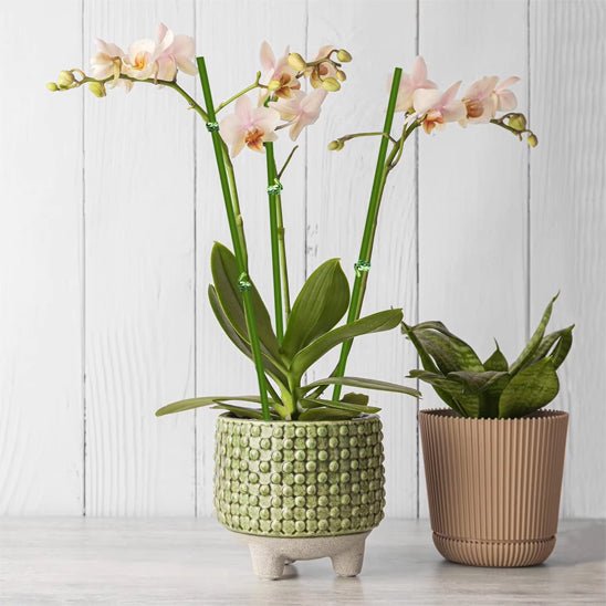 tuteur plante | Tiges - Flexibles - Mon espace Jardinage