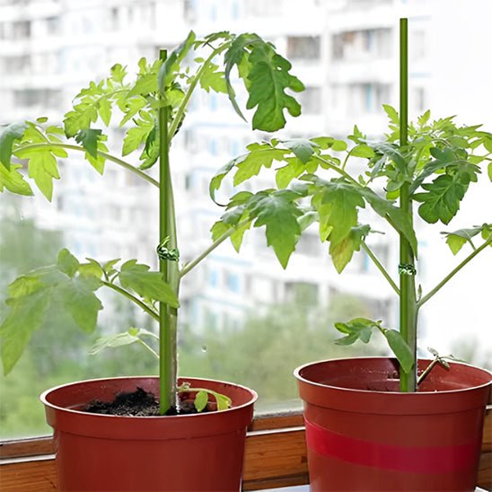 tuteur plante | Tiges - Flexibles - Mon espace Jardinage
