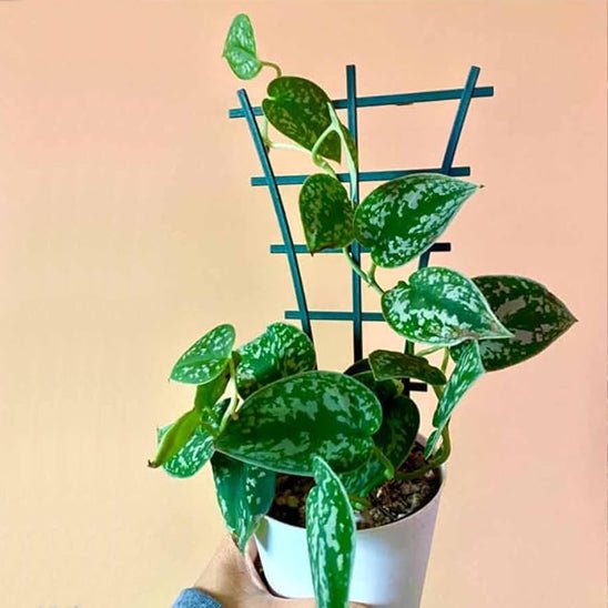 tuteur pour plante | Treillis - Éventail - Mon espace Jardinage
