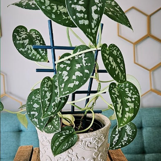 tuteur pour plante | Treillis - Éventail - Mon espace Jardinage