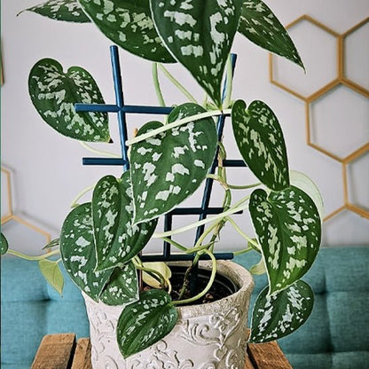 tuteur pour plante | Treillis - Éventail - Mon espace Jardinage