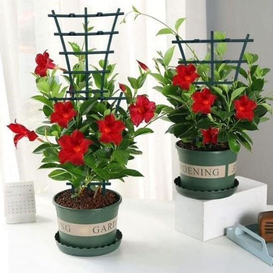 tuteur pour plante | Treillis - Éventail - Mon espace Jardinage