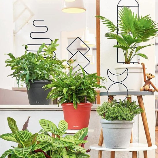 tuteur pour plantes grimpantes | Spacio - Élégant - 4 modèles différents