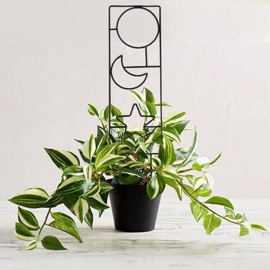 tuteur pour plantes grimpantes | Spacio - Élégant -mod`le  avec lune, soleil et étoile