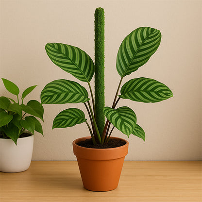 tuteur pour plante grimpante FlexoMousse installé droit avec plante à grosses feuilles