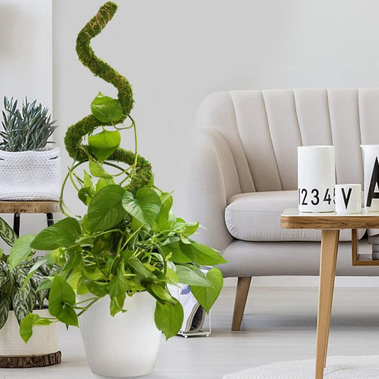 tuteur pour plante grimpante FlexoMousse installé en spirale
