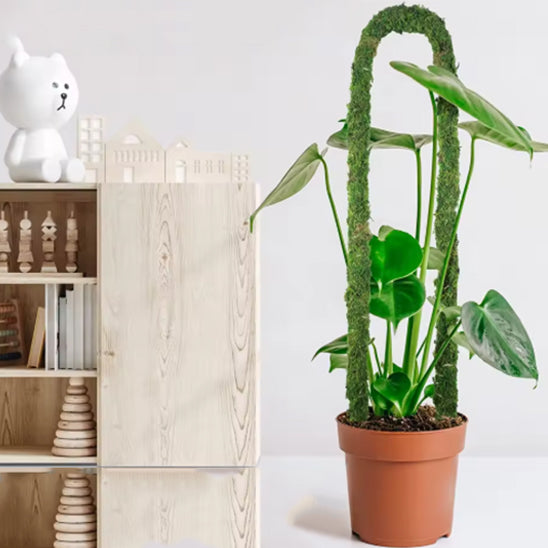 tuteur pour plante grimpante FlexoMousse installé en arche