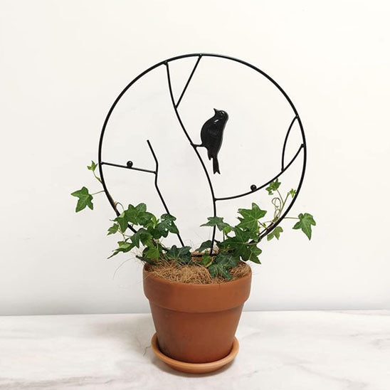 tuteur pour plante grimpante rond avec jeune lierre