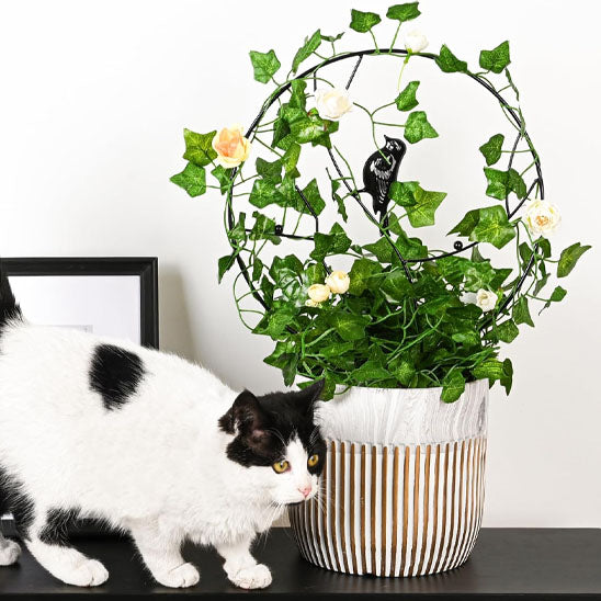tuteur pour plante grimpante rond et oiseau avec lierre mature